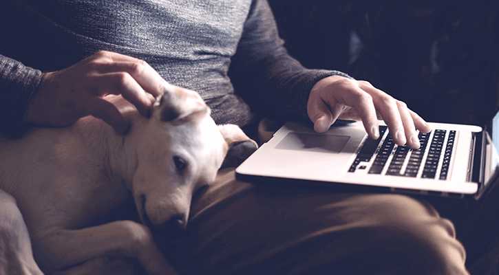 Dog With Owner On Laptop
